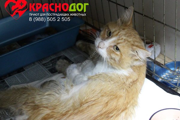 Кракен ссылка тор