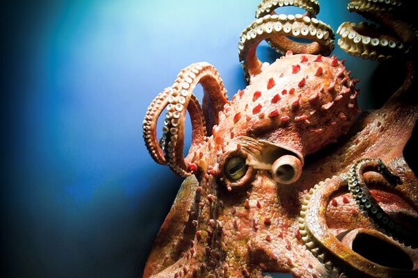 Рабочий сайт kraken